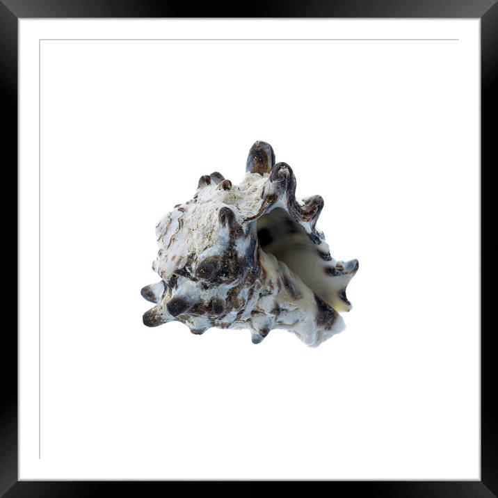 Sea Shell Framed Mounted Print by Stephen Young