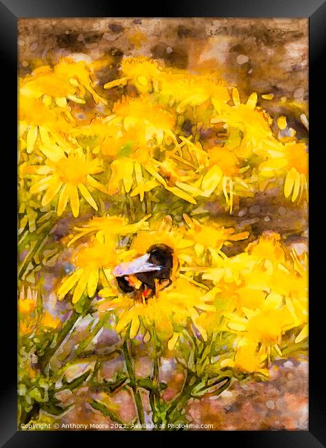Bee on yellow flowers Framed Print by Anthony Moore