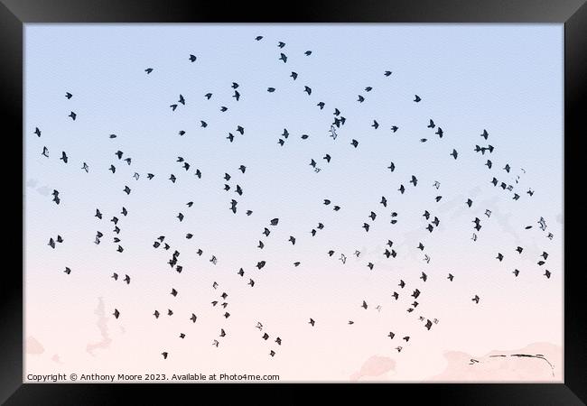 Starling Dance. Framed Print by Anthony Moore