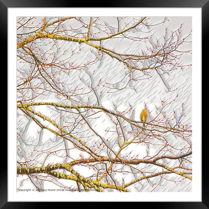 Finch on a Branch. Framed Mounted Print by Anthony Moore