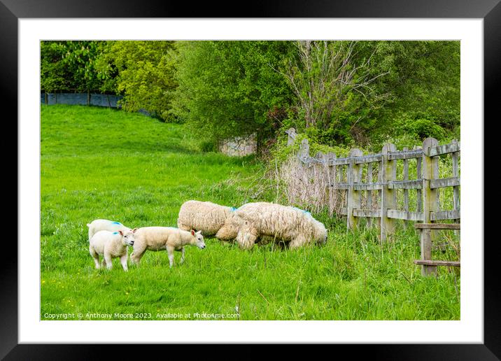 Lambs. Framed Mounted Print by Anthony Moore