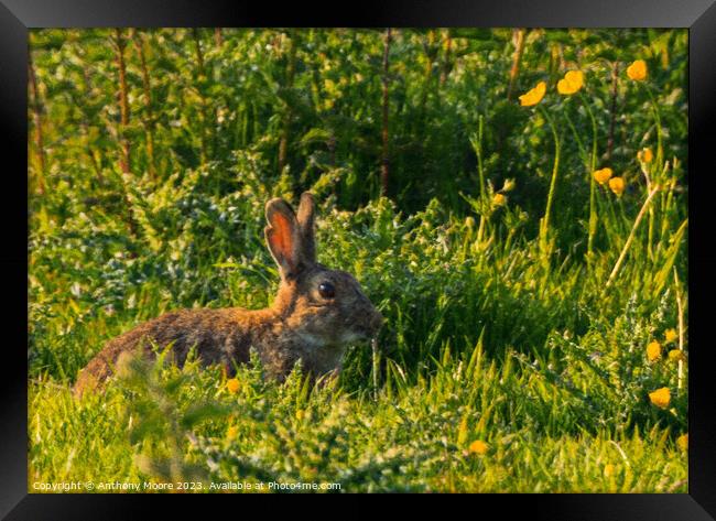 Majestic Cottontail on Lush Field Framed Print by Anthony Moore