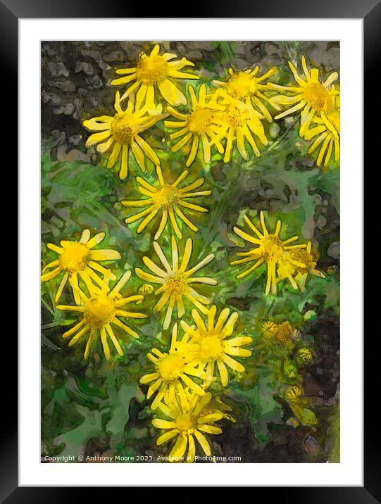Daisies 2 Framed Mounted Print by Anthony Moore