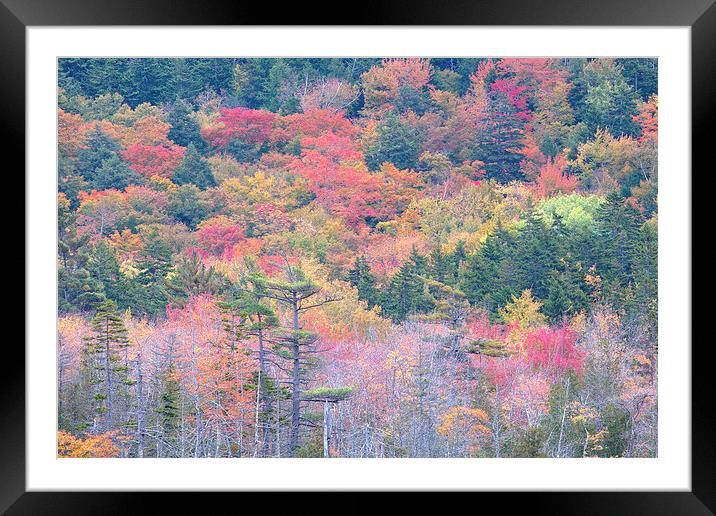 Fall Colors In Acadia National Park, Maine, USA Framed Mounted Print by David Roossien