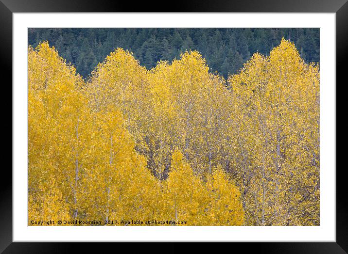 Wavy Aspen Tops, Stevens Pass, Washington, USA Framed Mounted Print by David Roossien