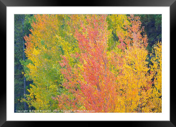 Nederland Colors, Colorado, USA Framed Mounted Print by David Roossien