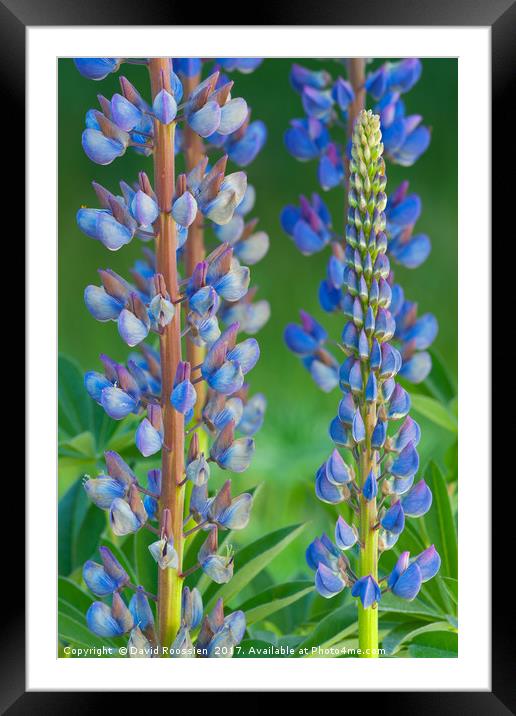 Wild Lupine, Washington State, USA Framed Mounted Print by David Roossien