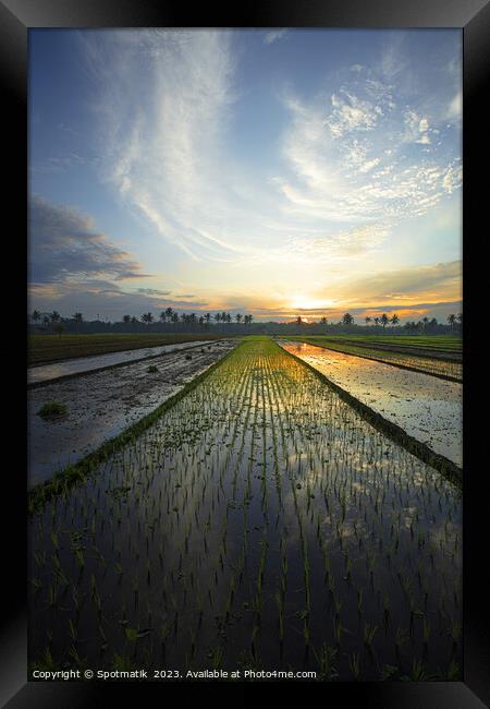 Sunset Java Indonesian farmer growing rice crops Asia Framed Print by Spotmatik 