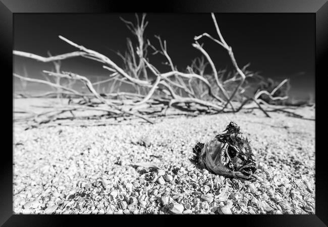 Salton Sea landlocked sea bed fish skeleton California  Framed Print by Spotmatik 