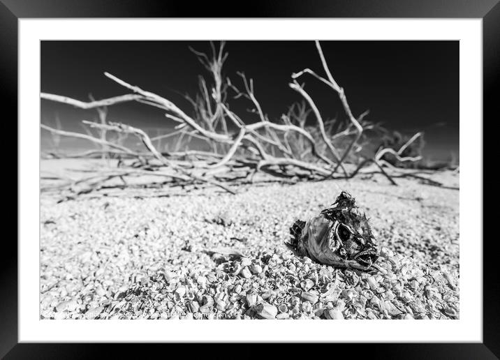 Salton Sea landlocked sea bed fish skeleton California  Framed Mounted Print by Spotmatik 