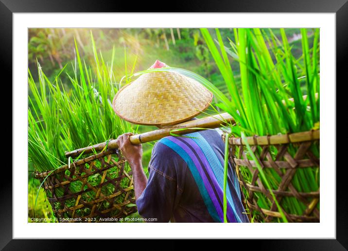 Bali male Indonesian worker carrying crops of rice Framed Mounted Print by Spotmatik 