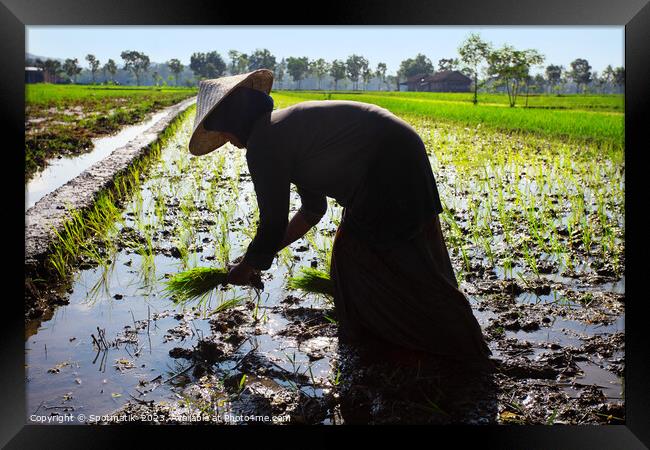 Java Indonesia female worker planting rice seedlings Asia Framed Print by Spotmatik 