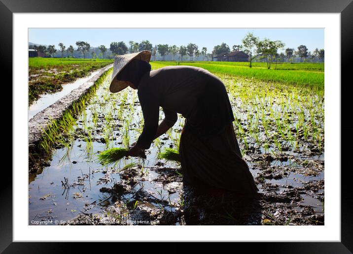 Java Indonesia female worker planting rice seedlings Asia Framed Mounted Print by Spotmatik 