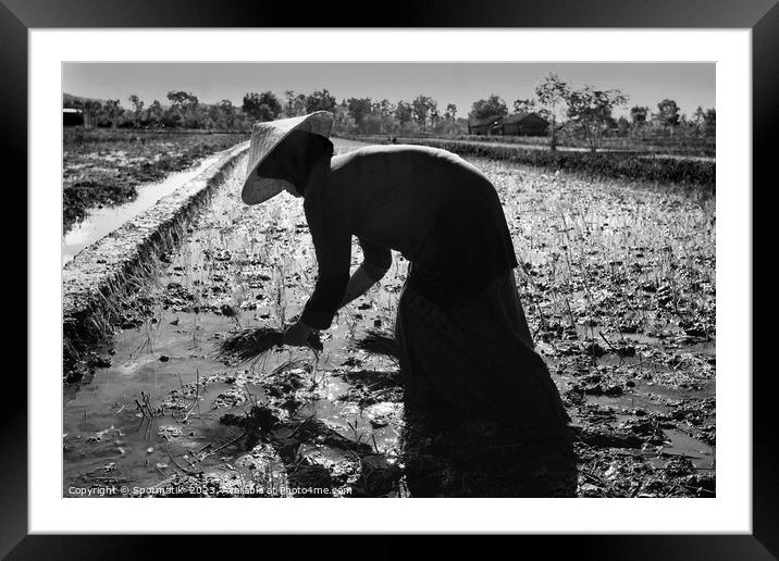 Java Indonesia female worker planting rice seedlings Asia Framed Mounted Print by Spotmatik 