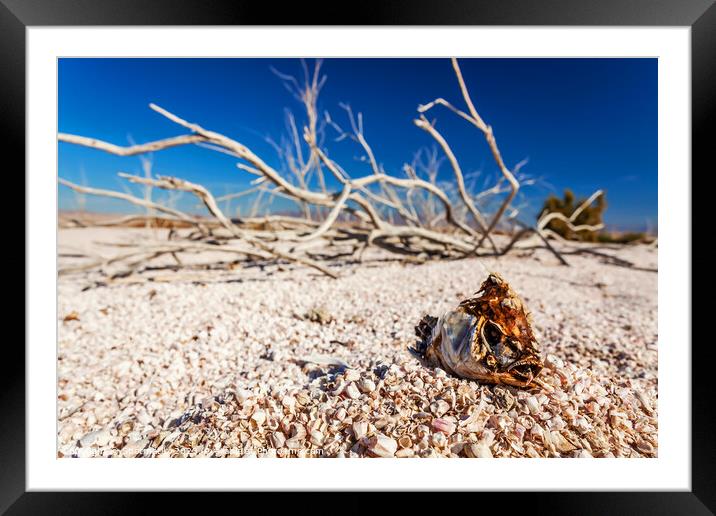 Salton Sea landlocked sea bed fish skeleton California  Framed Mounted Print by Spotmatik 