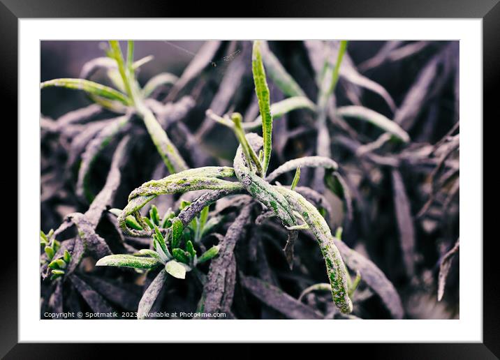 Green roots covered in volcanic grey ash Indonesia Framed Mounted Print by Spotmatik 