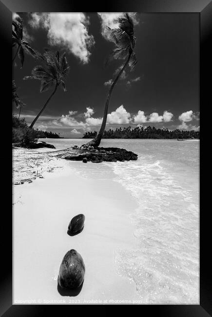 Coconuts washed up palm tree crystal sandy beach  Framed Print by Spotmatik 