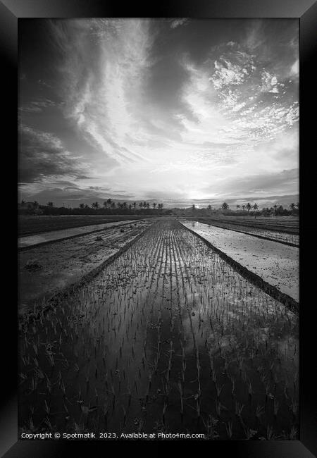 Sunset Java Indonesian farmer growing rice crops Asia Framed Print by Spotmatik 