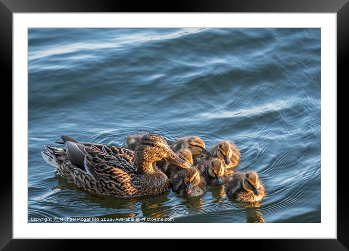 Proud mother duck Framed Mounted Print by Michael Mogensen