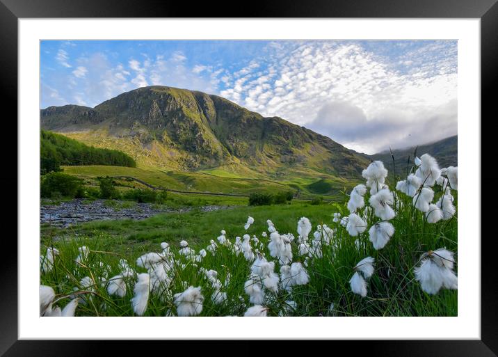 Outdoor mountain, cotton grass Framed Mounted Print by Gosia Niemczura