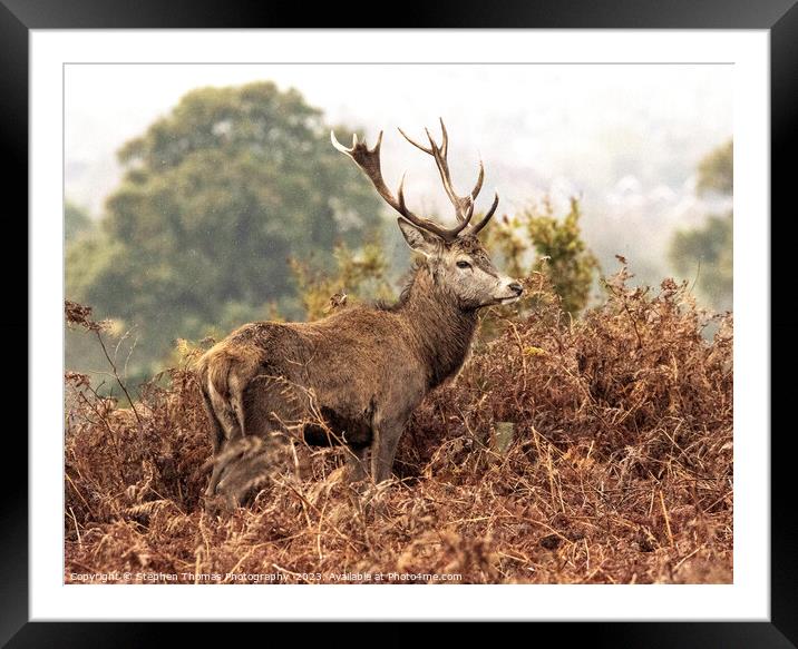 Red Stag: Sovereign of the Wilderness Framed Mounted Print by Stephen Thomas Photography 