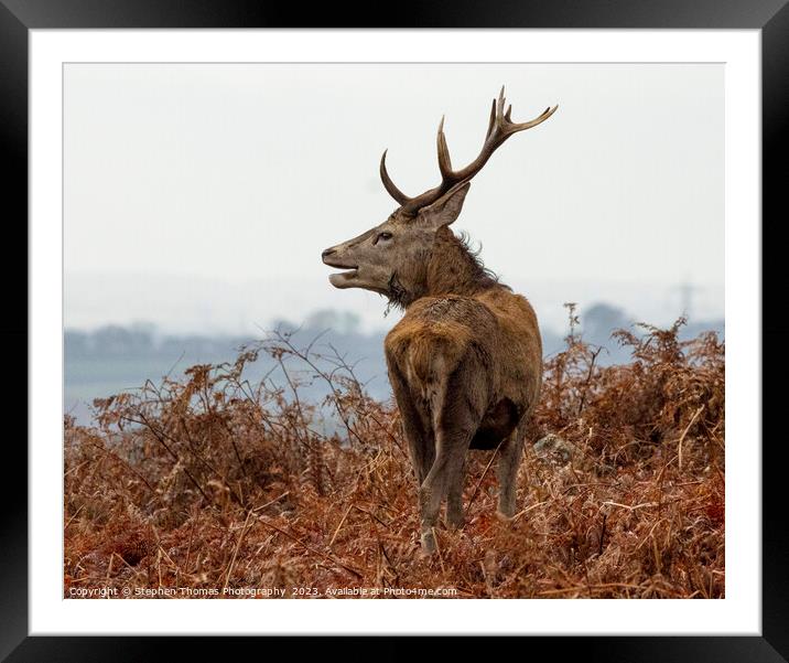Rutting Stag's Commanding Presence Framed Mounted Print by Stephen Thomas Photography 