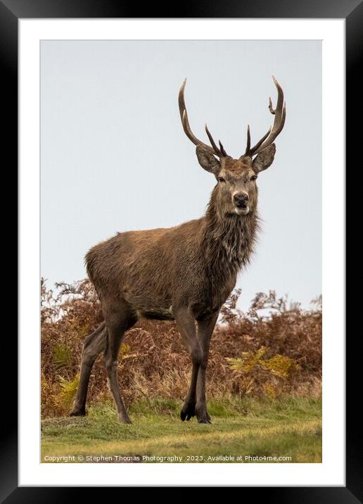 Red Deer Stag in Mating Season Framed Mounted Print by Stephen Thomas Photography 