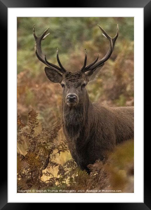 Rutting Red Deer Stag Unleashed Framed Mounted Print by Stephen Thomas Photography 