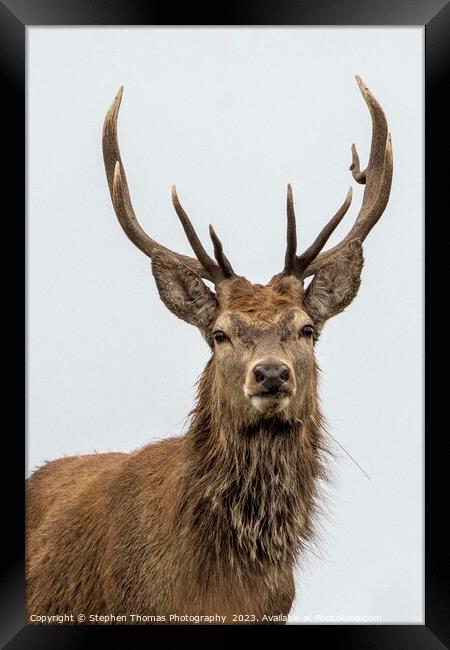 Red Stag's Dominance During Rut Framed Print by Stephen Thomas Photography 