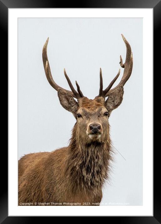 Red Stag's Dominance During Rut Framed Mounted Print by Stephen Thomas Photography 