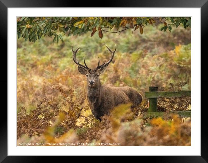Rutting Season's Red Deer Stag Framed Mounted Print by Stephen Thomas Photography 