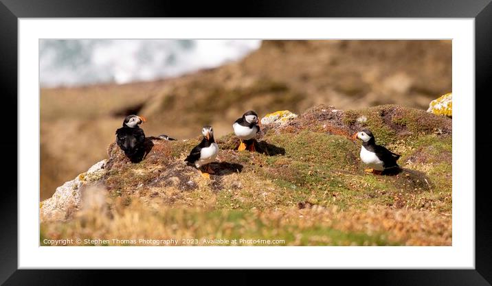 Lundy Puffins: Nature's Vibrant Charms Framed Mounted Print by Stephen Thomas Photography 