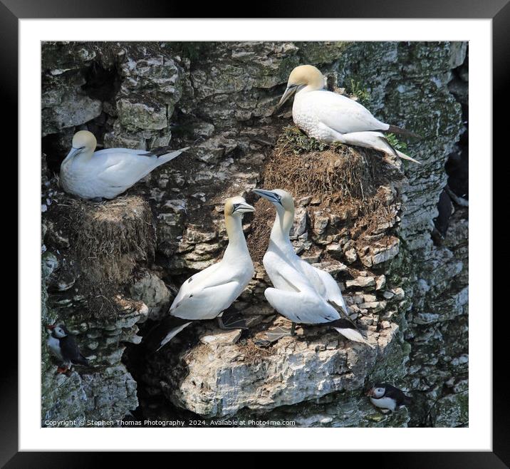 Nesting Gannets at Bempton Cliffs Framed Mounted Print by Stephen Thomas Photography 