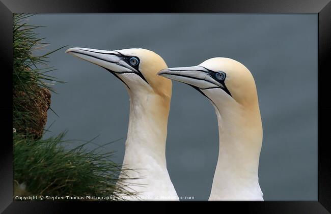 Gannets Portrait at Bempton Cliffs Framed Print by Stephen Thomas Photography 