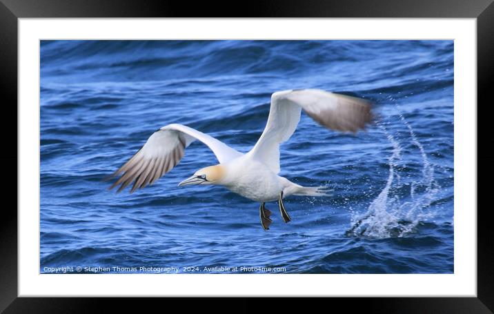 Gannet Taking Off The Sea Framed Mounted Print by Stephen Thomas Photography 