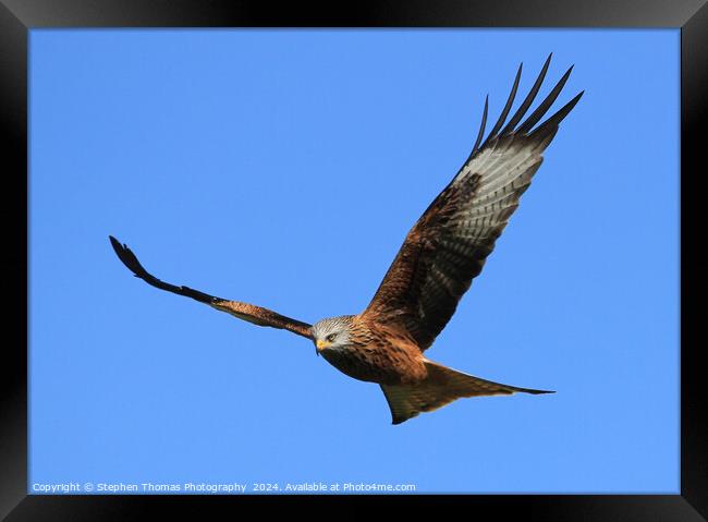 Majestic Red Kite Framed Print by Stephen Thomas Photography 