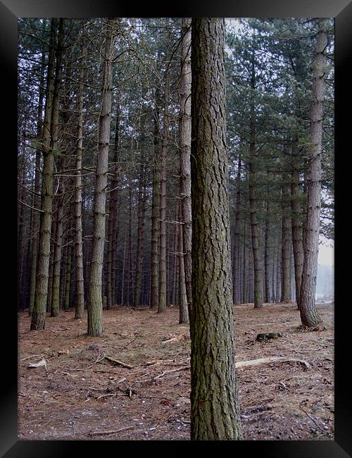 woodland Framed Print by ash grant
