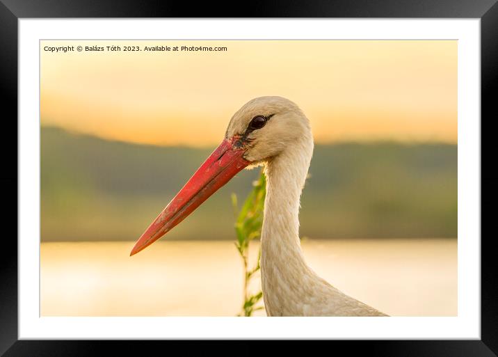 white stork portrait Framed Mounted Print by Balázs Tóth