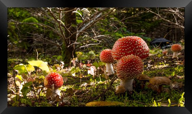 Mushrooms in the forest Framed Print by Balázs Tóth