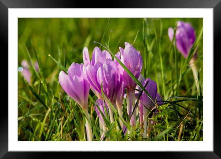 Wet autumn crocus  Framed Mounted Print by Balázs Tóth