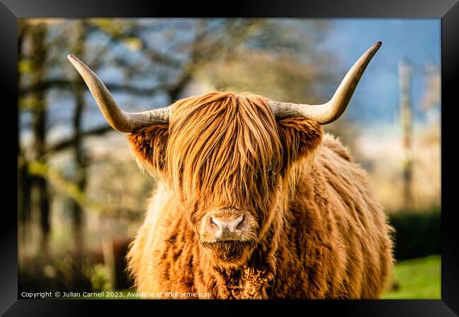 Highland Cow in the Lake District Framed Print by Julian Carnell