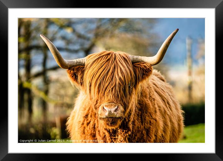 Highland Cow in the Lake District Framed Mounted Print by Julian Carnell