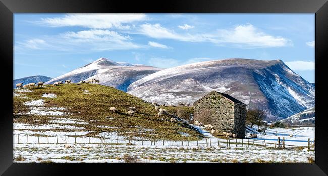 Outdoor mountain Lake District Fells with sheep and Skiddaw in the background Framed Print by Julian Carnell