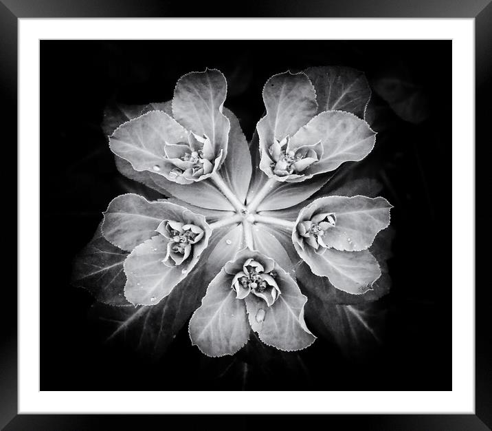 The Sun Spurge Framed Mounted Print by William Starkey