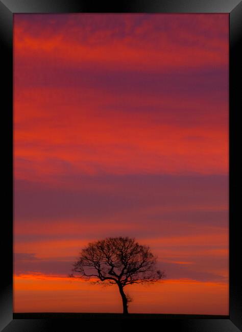 The Solitary Tree Framed Print by Set Up, Shoots and Leaves