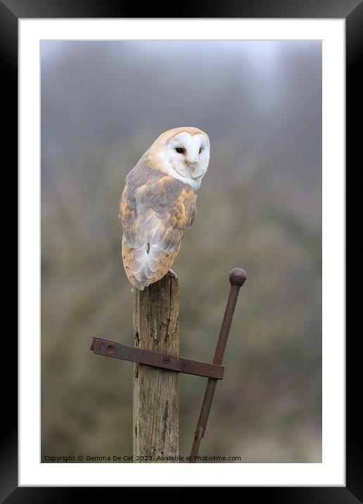 Barn Owl on a post Framed Mounted Print by Gemma De Cet