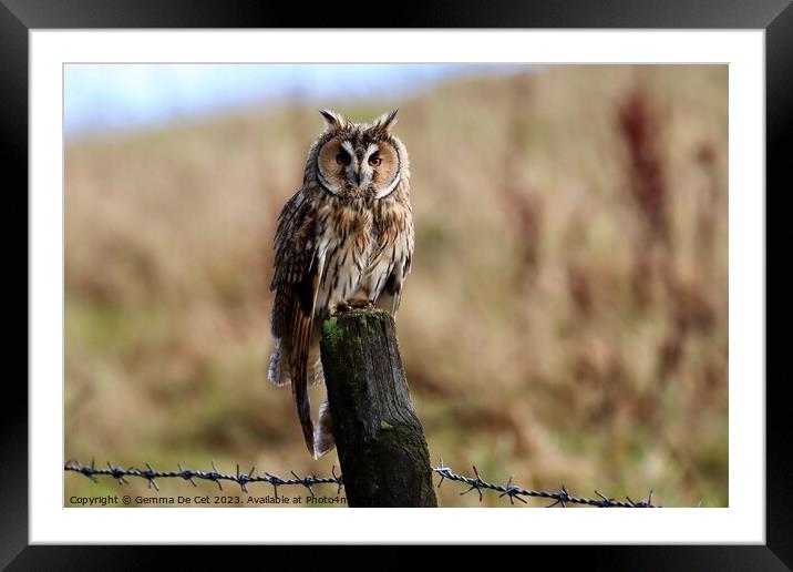 Long Eared Owl  Framed Mounted Print by Gemma De Cet
