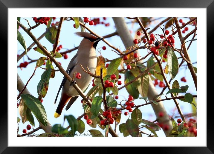 Bohemian Waxwing on a Cotoneaster Berry Tree Framed Mounted Print by Gemma De Cet
