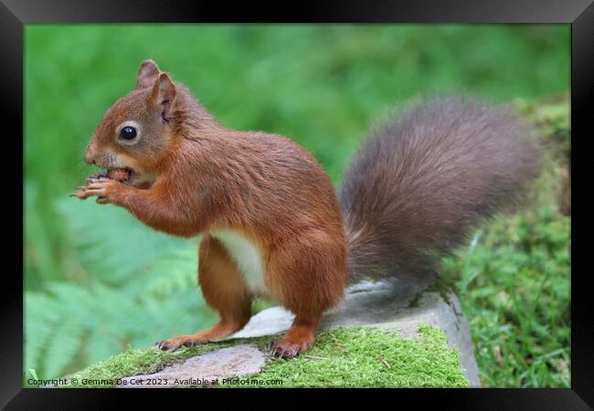 A red squirrel eating a hazelnut  Framed Print by Gemma De Cet