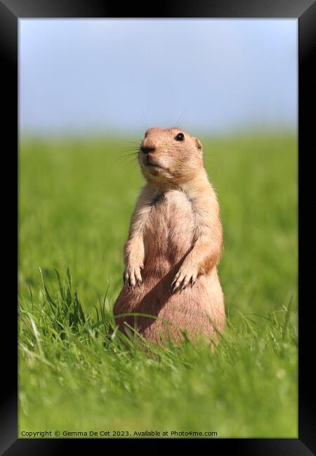 Gopher standing up in a field Framed Print by Gemma De Cet